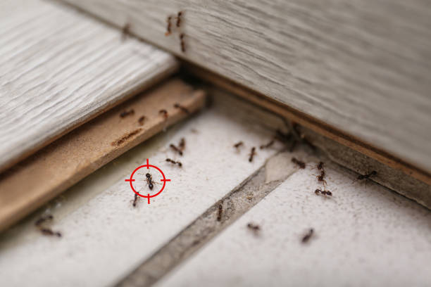 Pest Control Cost in Vero Lake Estates, FL